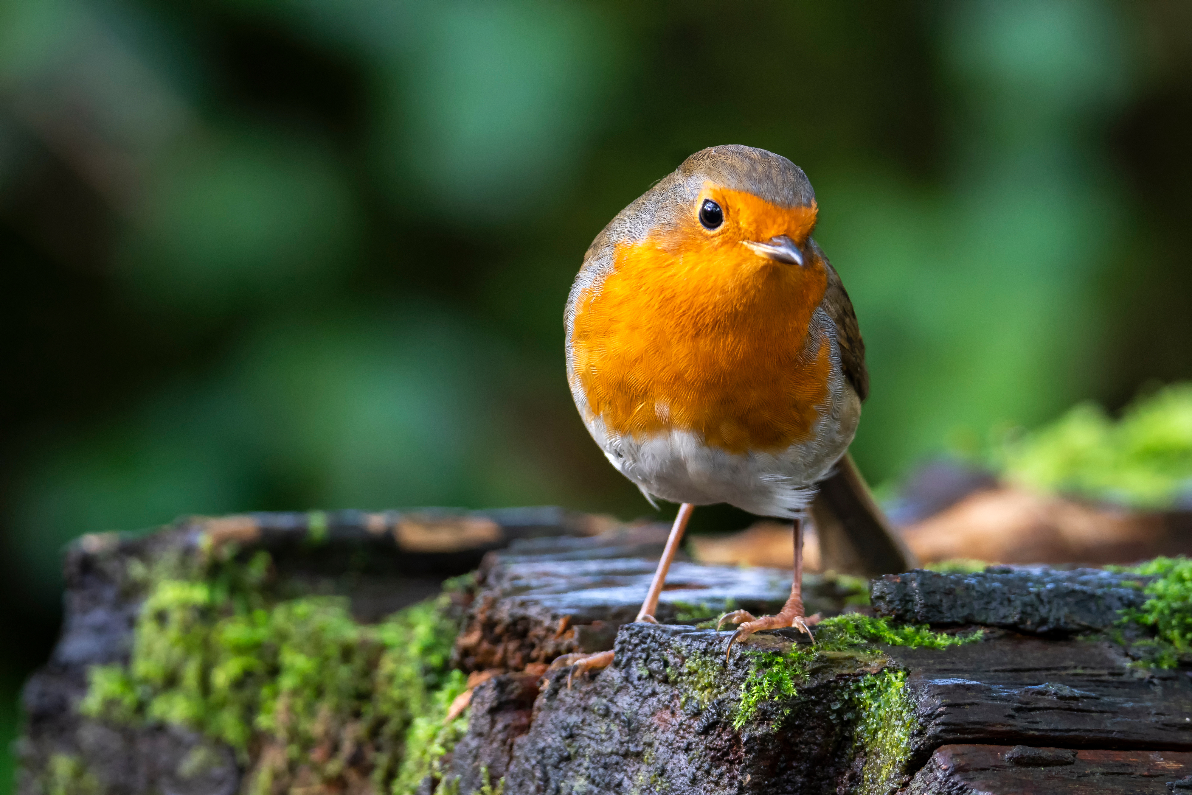 An orange-breasted robin on a mossy log, looking out from green foliage